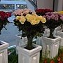 爭艷館 植物夢工廠3.JPG