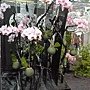 爭艷館 花藝競賽8.JPG