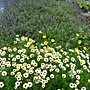 爭艷館外用餐區 天使花 木春菊.JPG