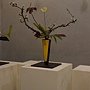 爭艷館 花藝競賽19.JPG