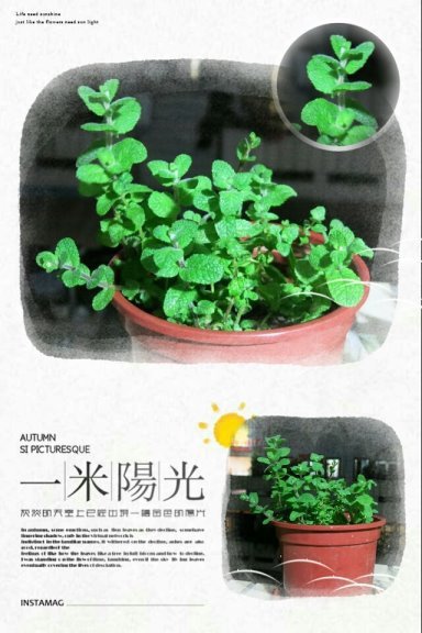 20150308蘋果薄荷.jpg