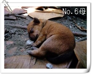 No.6母.JPG