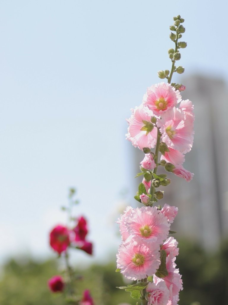 LINE_ALBUM_台北奇岩捷運蜀葵花 蜀葵花祭 哪裡有蜀葵花可以拍照 如何與花拍照教學  台北花_28.jpg