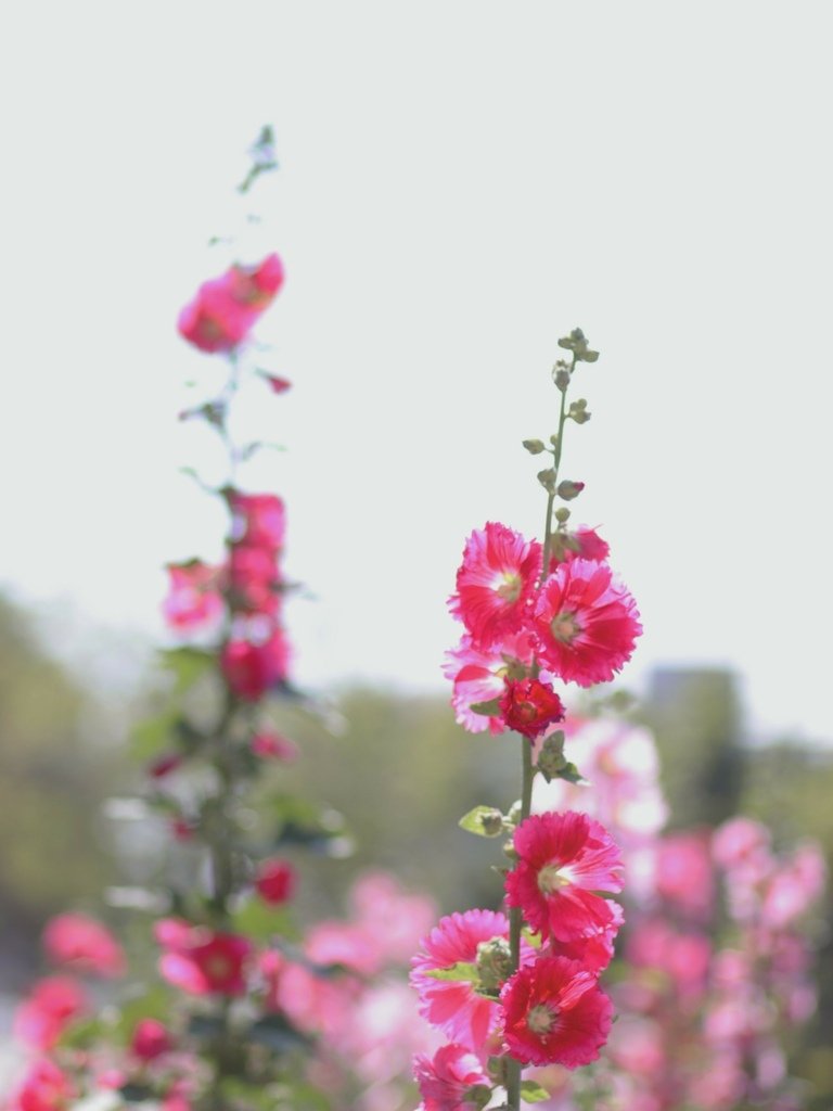 LINE_ALBUM_台北奇岩捷運蜀葵花 蜀葵花祭 哪裡有蜀葵花可以拍照 如何與花拍照教學  台北花_27.jpg