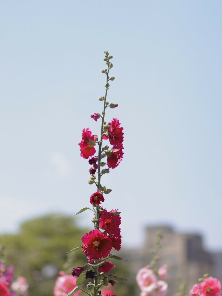 LINE_ALBUM_台北奇岩捷運蜀葵花 蜀葵花祭 哪裡有蜀葵花可以拍照 如何與花拍照教學  台北花_26.jpg