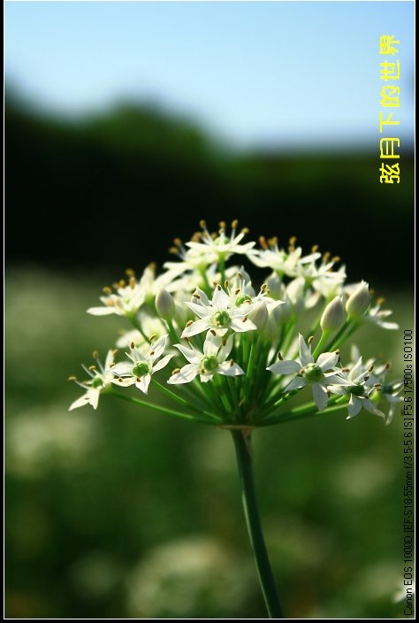2013年大溪韭菜花_03