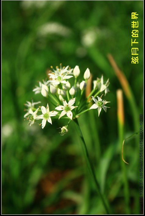 2013年大溪韭菜花_05