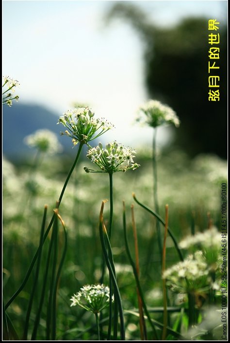 2013年大溪韭菜花_06