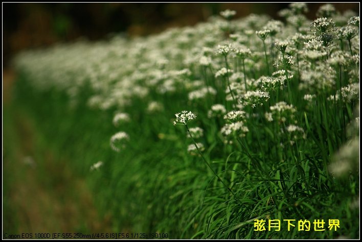 2013年大溪韭菜花_13