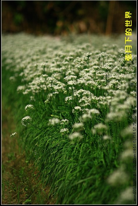 2013年大溪韭菜花_16