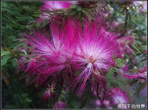 粉撲花_06