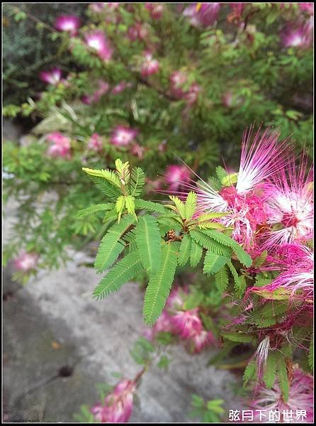 粉撲花_08