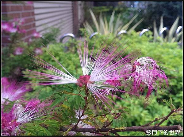 粉撲花_10