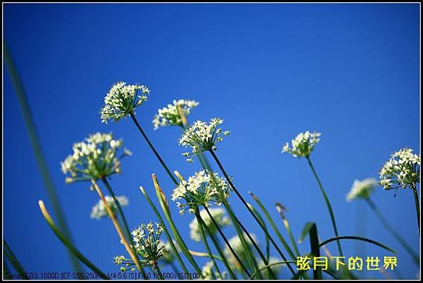 2013年大溪韭菜花2_09