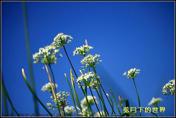 2013年大溪韭菜花2_10