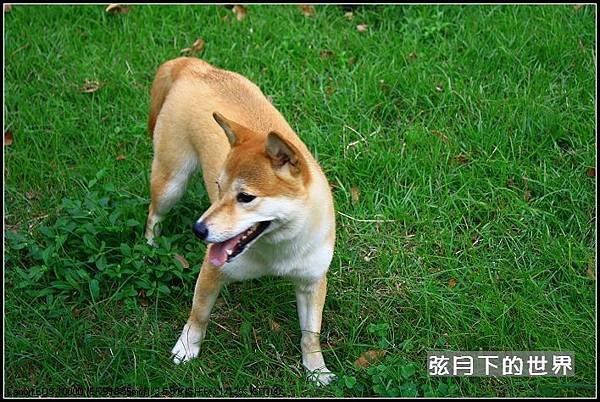 小狗隨拍_2.jpg
