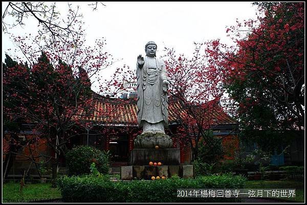2014年楊梅回善寺賞櫻_02