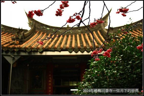 2014年楊梅回善寺賞櫻_04