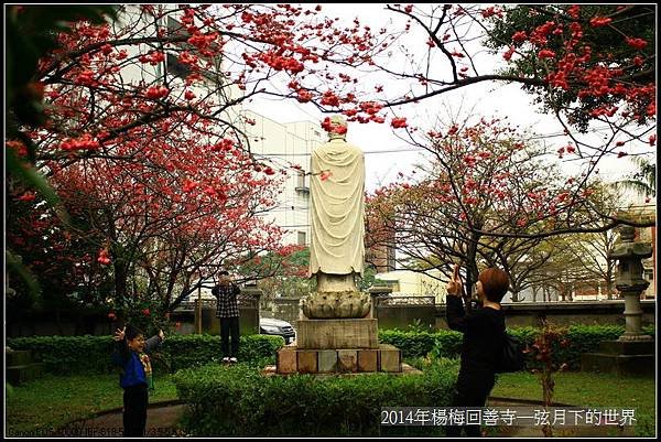 2014年楊梅回善寺賞櫻_06