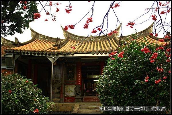 2014年楊梅回善寺賞櫻_05