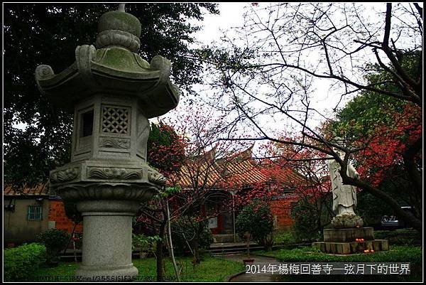 2014年楊梅回善寺賞櫻_08
