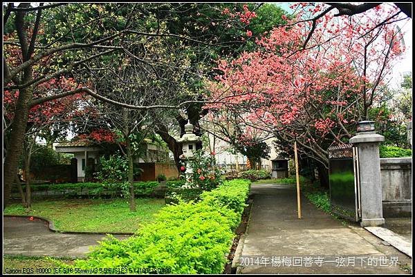2014年楊梅回善寺賞櫻_09