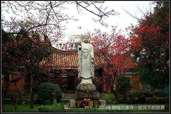 2014年楊梅回善寺賞櫻_10