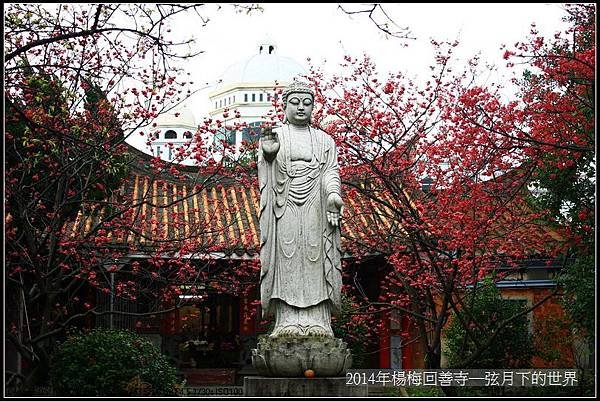 2014年楊梅回善寺賞櫻_11