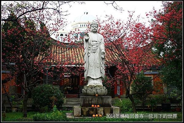 2014年楊梅回善寺賞櫻_12