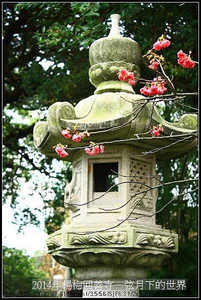 2014年楊梅回善寺賞櫻_15