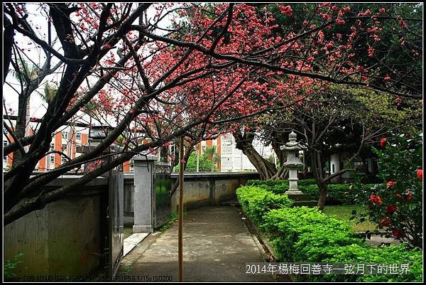 2014年楊梅回善寺賞櫻_17