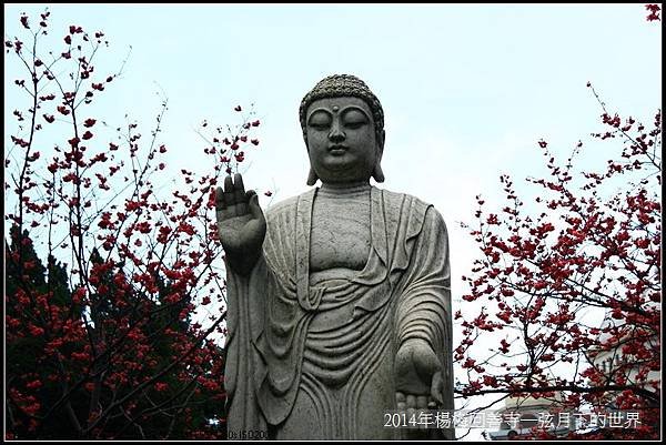 2014年楊梅回善寺賞櫻_18