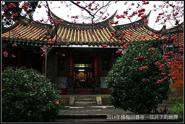2014年楊梅回善寺賞櫻_20