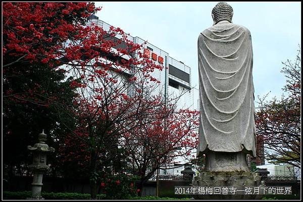 2014年楊梅回善寺賞櫻_21