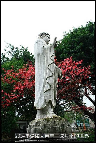 2014年楊梅回善寺賞櫻_24