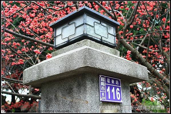 2014年楊梅回善寺賞櫻_26