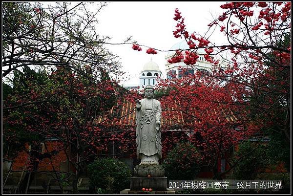 2014年楊梅回善寺賞櫻_25