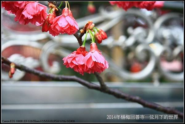 2014年楊梅回善寺賞櫻_29