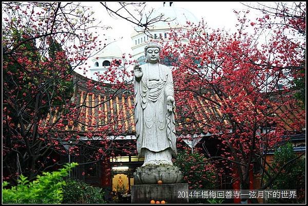 2014年楊梅回善寺賞櫻_30