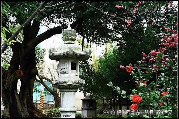 2014年楊梅回善寺賞櫻_31