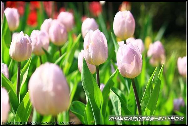 2014年桃源仙谷鬱金香_50