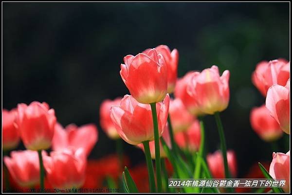 2014年桃源仙谷鬱金香_56