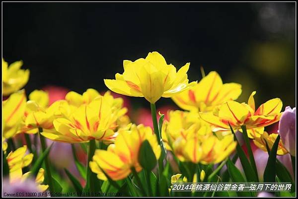 2014年桃源仙谷鬱金香_53