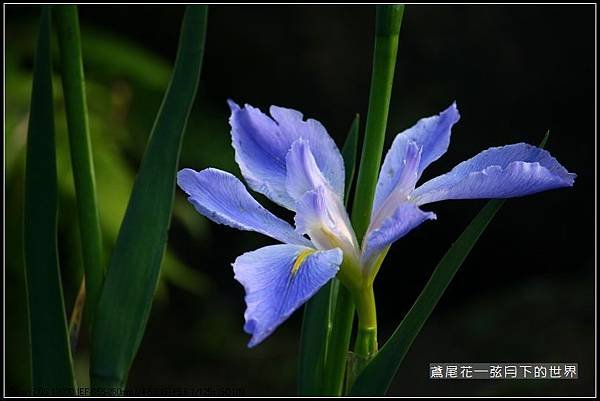 紫色鳶尾花_12