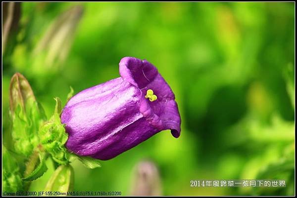2014年風鈴草_02