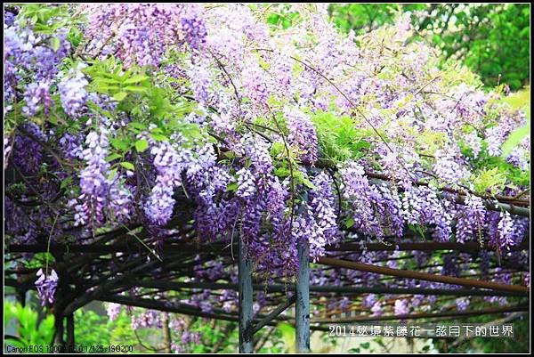 2014年紫藤花秘境_01