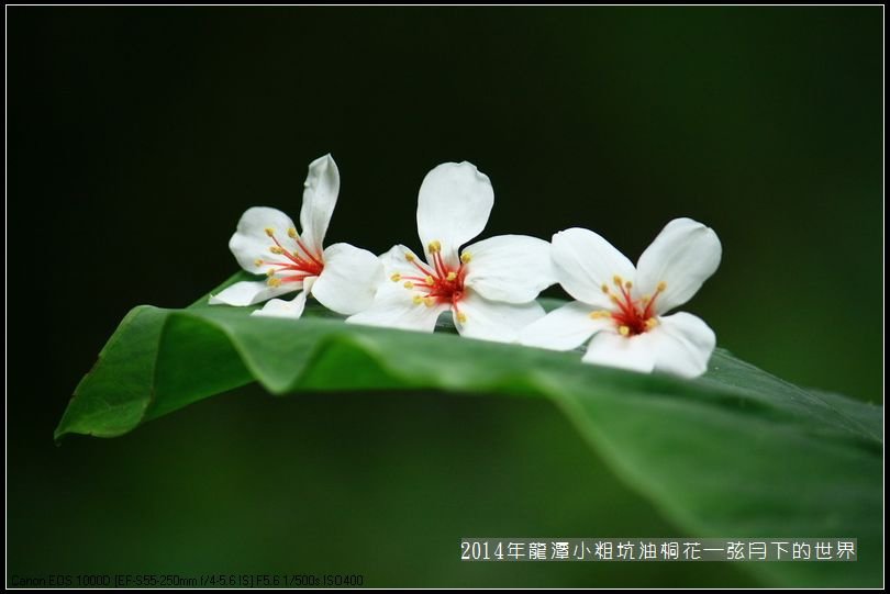 2014年龍潭小粗坑油桐花_02.jpg
