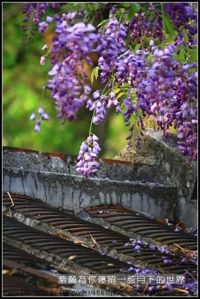 2014年紫藤花(3)_05