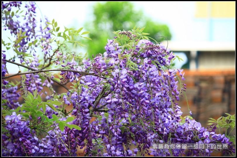 2014年紫藤花(3)_08