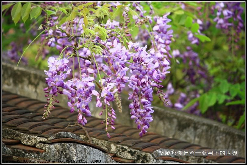 2014年紫藤花(3)_15